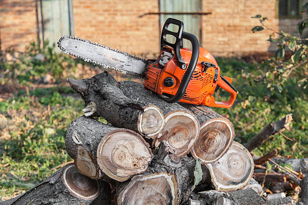 The Steps Involved in Our Tree Care Process in Helena West Helena, AR